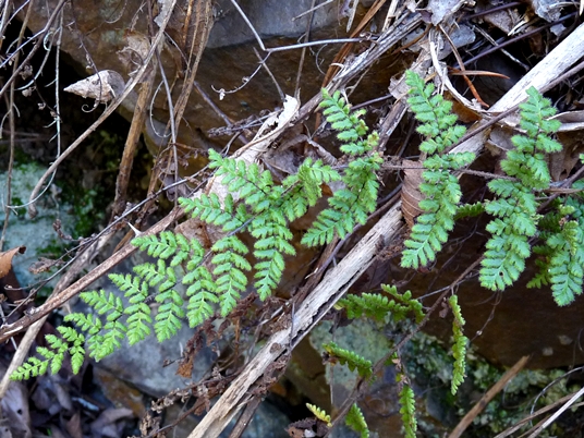 {Cheilanthes lanosa}